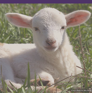 Squirt A true story of an unforgettable lamb (paperback)